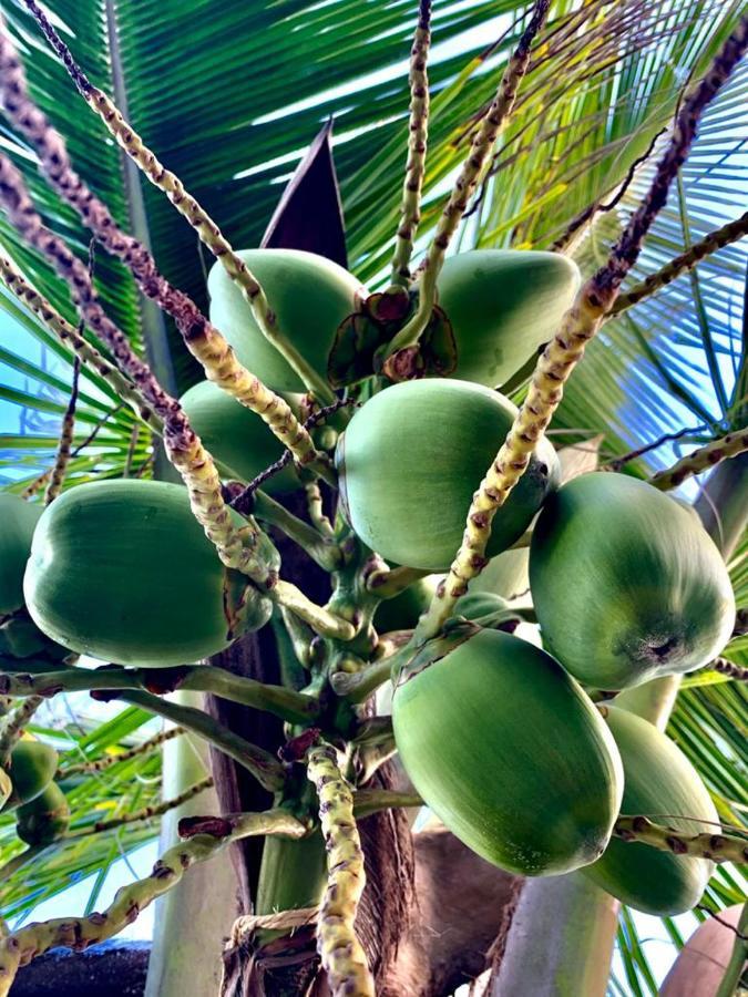 Maravilhoso Garden Imbassai Ykutiba Bahia Imbassaí Exterior foto